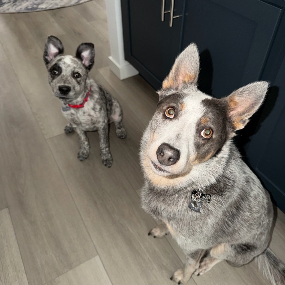 ♥️♥️My Zoe Zoe and Buster!!!♥️♥️